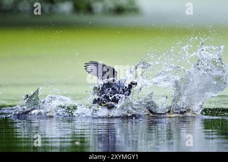 Eurasischer Coot läuft über Wasser Territorialkampf, Fulica atra, eurasischer Coot Stockfoto