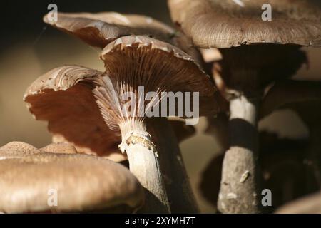Hallimasch ist ein bedingt essbarer Pilz, nur Exemplare, die auf Nadelholz wachsen, gelten als gut verträglich Stockfoto