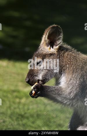 Brotessende Bennetts Känguru Stockfoto