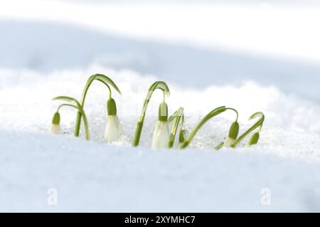 Schneeglöckchen im Schnee im Frühjahr, Nahaufnahme, Hintergrundlicht. Schneeglöckchen im Schnee im Frühjahr. Hintergrundbeleuchtung, Nahaufnahme Stockfoto