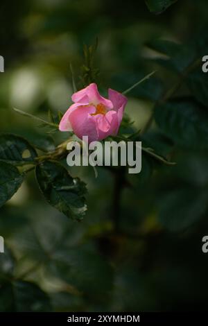 Eine Nahaufnahme einer zarten rosa Blume in Blüte, umgeben von grünen Blättern Stockfoto