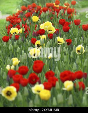 Viele schöne rote und gelbe Tulpen Stockfoto