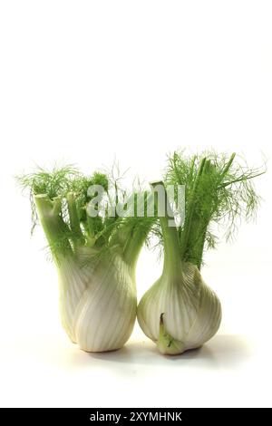 Zwei frische Fenchelzwiebeln vor weißem Hintergrund Stockfoto