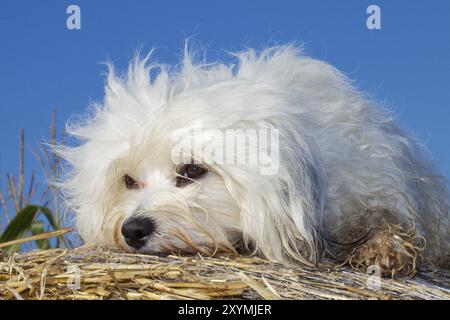 Ein Havanese liegt auf einem Strohballen im Hintergrund am blauen Sommerhimmel und auf einem Maisfeld Stockfoto