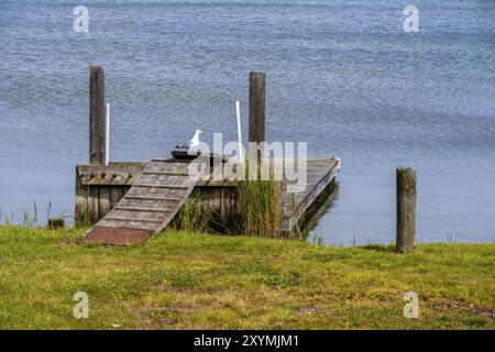 Möwe sitzt auf einem kleinen alten Holzpier Stockfoto