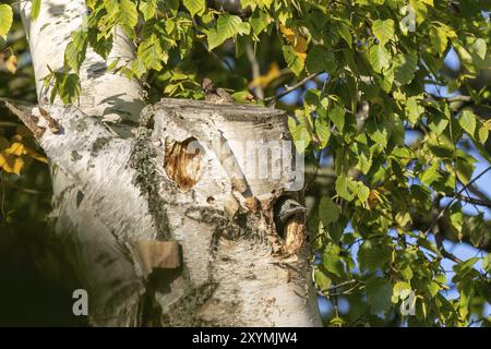 Gemeiner oder Europäischer Starling (Sturnus vulgaris) in der Nisthöhle eines Baumes Stockfoto