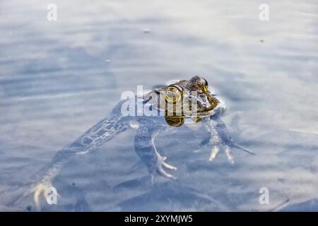 Der amerikanische Bullfrosch (Lithobates catesbeianus), in Kanada und den Vereinigten Staaten oft einfach als Bullfrosch bekannt, ist ein großer echter Frosch, der in EA beheimatet ist Stockfoto