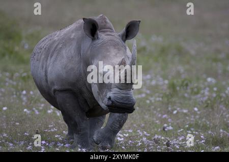 Weißes Nashorn auf einer Blumenwiese Stockfoto