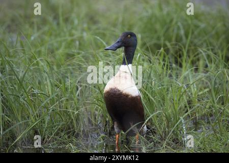 Loeffelente, Spatula clypeata, nördlicher Schaufelmaschine Stockfoto