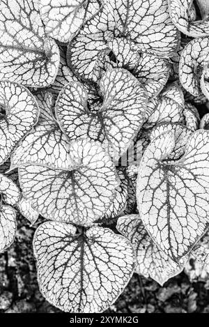 Brunnera Macrophylla „Jack Frost“, auch bekannt als Sibirischer Bugloss, setzt ein kühnes Statement und ist gut im Schatten. Stockfoto