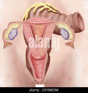 Anatomie des weiblichen Fortpflanzungssystems Stockfoto