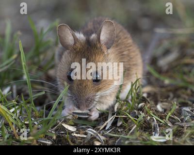 Eine gelbhalsige Maus isst Sonnenblumenkerne Stockfoto