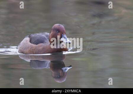 Moorente, Aythya nyroca, ferruginöse Ente Stockfoto