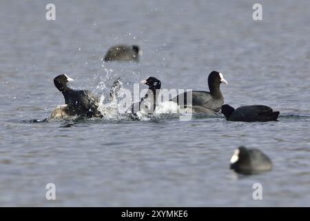 Eurasischer Coot in der Paarungszeit. Eurasische Bohlensauben während der Paarungszeit Stockfoto