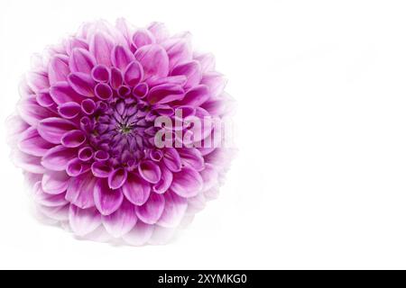 Dahlia in Blüte mit großer Schärfentiefe Stockfoto