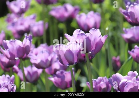 Wunderschöne Tulpen im Frühlingspark Stockfoto