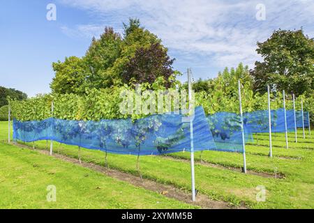 Reihen der Blauen Traube Pflanzen mit Schutz Netze in europäischen Weinberg Stockfoto