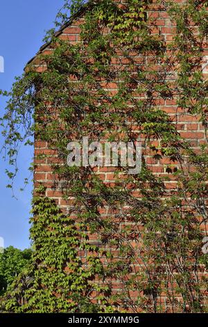 Efeu an der Wand von der Kathedrale von Koenigsberg Stockfoto