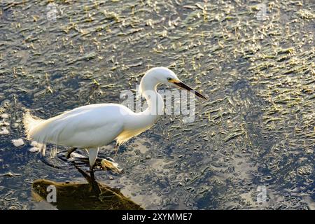 Junge weiße Reiher zu Fuß durch das Wasser und die Vegetation von einem See am Nachmittag Stockfoto