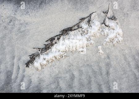 Algen an einem Sandstrand, Flakstadoeya, Lofoten, Nordland, Norwegen, März 2015, Europa Stockfoto