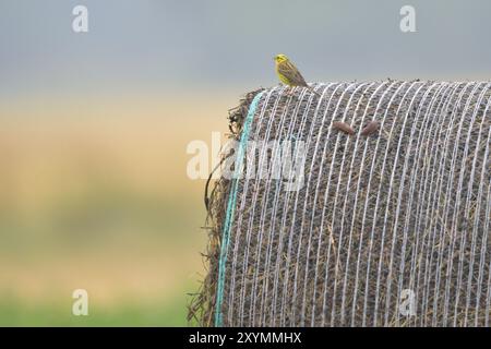 Yellowhammer (Emberiza citrinella) singt männlich Yellowhammer Stockfoto