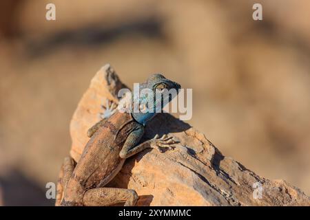 Sinai Agama-Eidechse, die auf einem Felsen in ihrem natürlichen Lebensraum chillt. Trockene Gegend, Wüste Stockfoto