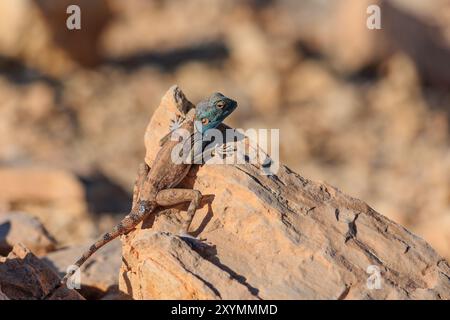 Sinai Agama-Eidechse, die auf einem Felsen in ihrem natürlichen Lebensraum chillt. Trockene Gegend, Wüste Stockfoto