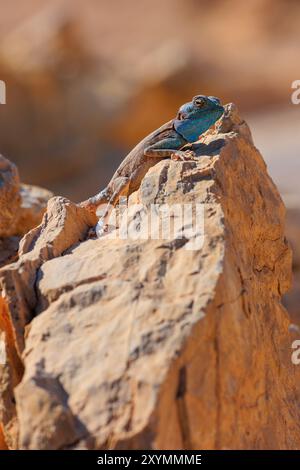 Sinai Agama-Eidechse, die auf einem Felsen in ihrem natürlichen Lebensraum chillt. Trockene Gegend, Wüste Stockfoto