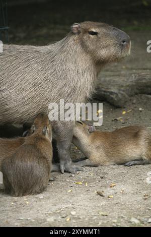 Capybaras (Hydrochoerus hydrochaeris) Stockfoto