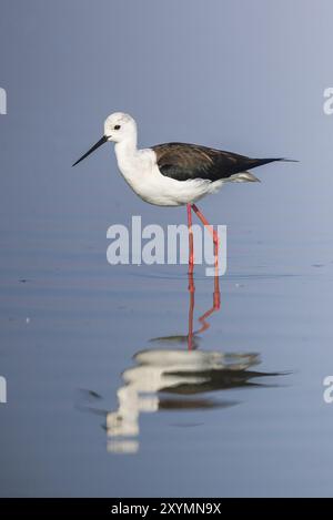 Schwarz geflügelte Stelzenläufer reflektiert in einem Teich Stockfoto