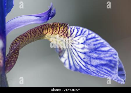 Detail einer blühenden Iris sibirica, Makroaufnahme mit geringer Schärfentiefe, abstrakter Hintergrund Stockfoto