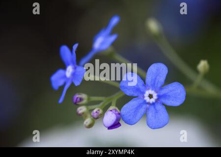 Vergiss mich nicht im Garten, Nahaufnahme Stockfoto