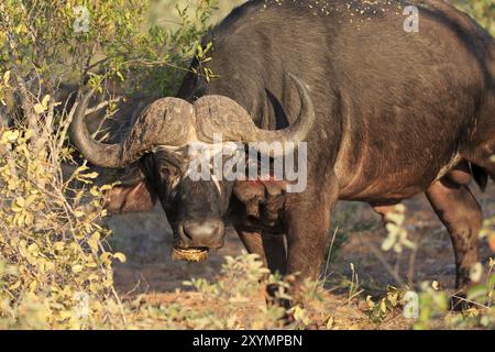 Buffalo-Porträt Stockfoto