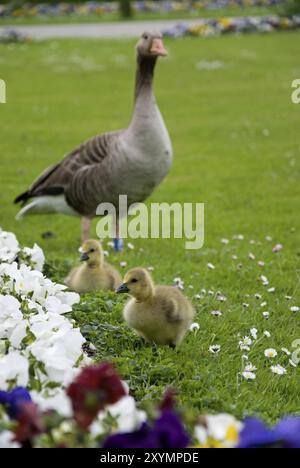 2010, Park Schloss nymphenburg, münchen, zwei Graugansküken und Mutter Stockfoto