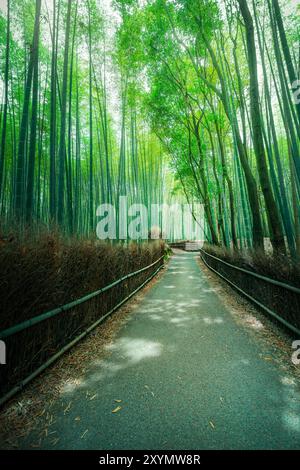 Pfad in den historischen Bambuswald von Arashiyama in Kyoto, Japan Stockfoto