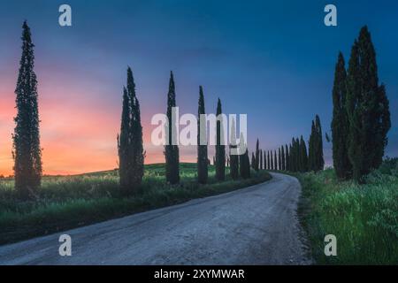 Landstraße mit Zypressen bei Sonnenuntergang, Monteroni d'Arbia, Crete Senesi, Provinz Siena, toskanische Region, Italien Stockfoto