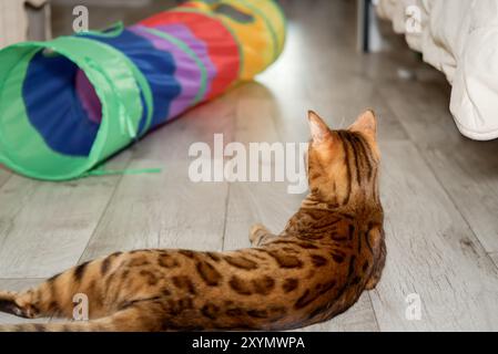 Bengalische Katze auf dem Boden im Zimmer. Cat & Play Tunnel. Blick von hinten. Stockfoto