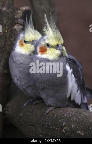 Zwei Kakatiels auf einem Ast Stockfoto