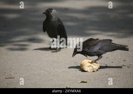 Jackdaw mit gefangenem Brötchen Stockfoto