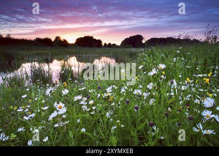 Viele Kamillenblüten am See bei rosa dramatischem Sonnenuntergang Stockfoto