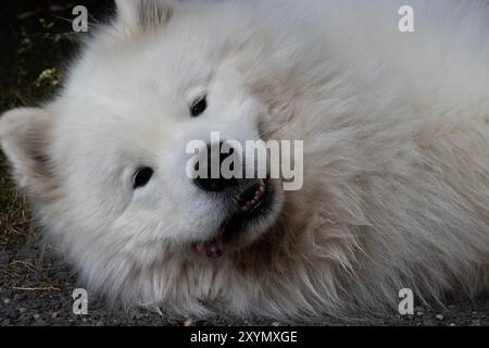 Niedlicher Samojede-Hund liegt im Hof, Kopf erhoben, schaut mit alberner heraushängender Zunge und winzigen unteren Zähnen in die Kamera Stockfoto