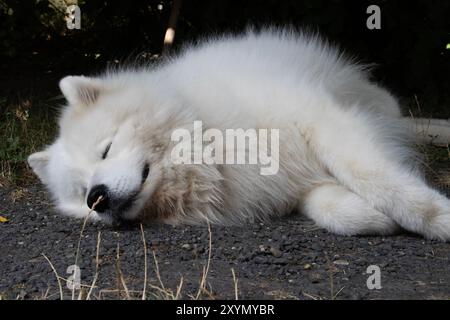 Samoyed Hundeschwärmer im Hof Stockfoto