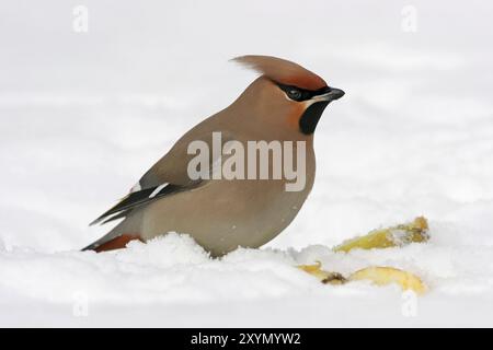 Böhmische Wachsflügel (Bombycilla garrulus), ja, Landkreis Bad Duerkheim, Rheinland-Pfalz, Bundesrepublik Deutschland Stockfoto