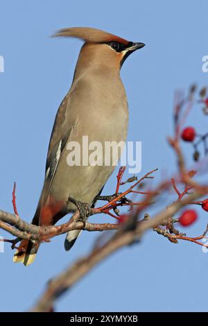 Böhmische Wachsflügel (Bombycilla garrulus), ja, Landkreis Bad Duerkheim, Rheinland-Pfalz, Bundesrepublik Deutschland Stockfoto