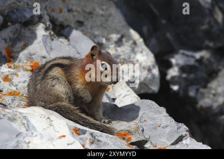 Goldener Gopher Stockfoto