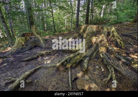 Baumstümpfe auf dem steinigen Weg zur Teufelskueche, die als Naturdenkmal ausgewiesen ist. In der Nähe von Oberguenzburg in Guenztal, Allgaeu, Bavar Stockfoto