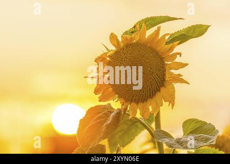 Helianthus Sonnenblume bei einem glühenden Sonnenuntergang Stockfoto