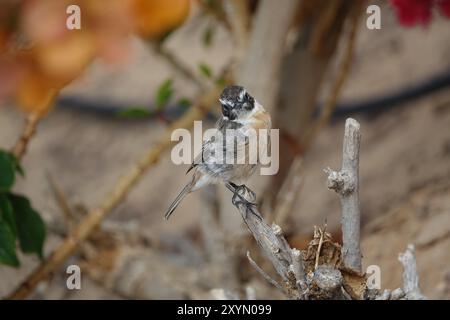 Männliche Kanarische Inseln Stonechat (Saxicola dacotiae) Stockfoto