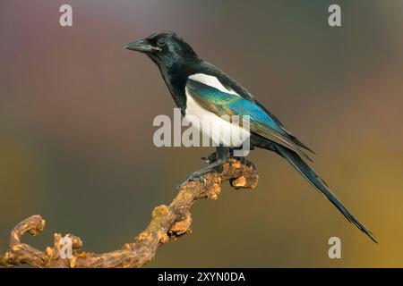 Schwarzschnabelelelster, eurasische Elster, gemeine Elster (Pica pica), auf einem Ast stehend, Seitenansicht, Italien, Toskana, Piana fiorentina Stockfoto