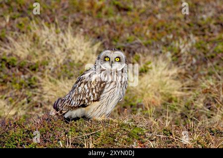 Kurzohrige (Asio flammeus), auf dem Boden sitzend, Italien Stockfoto